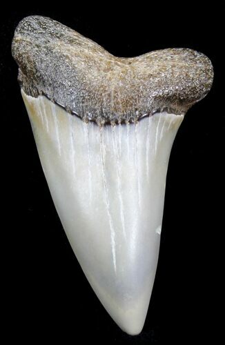 Fossil Mako Tooth - Maryland #29890